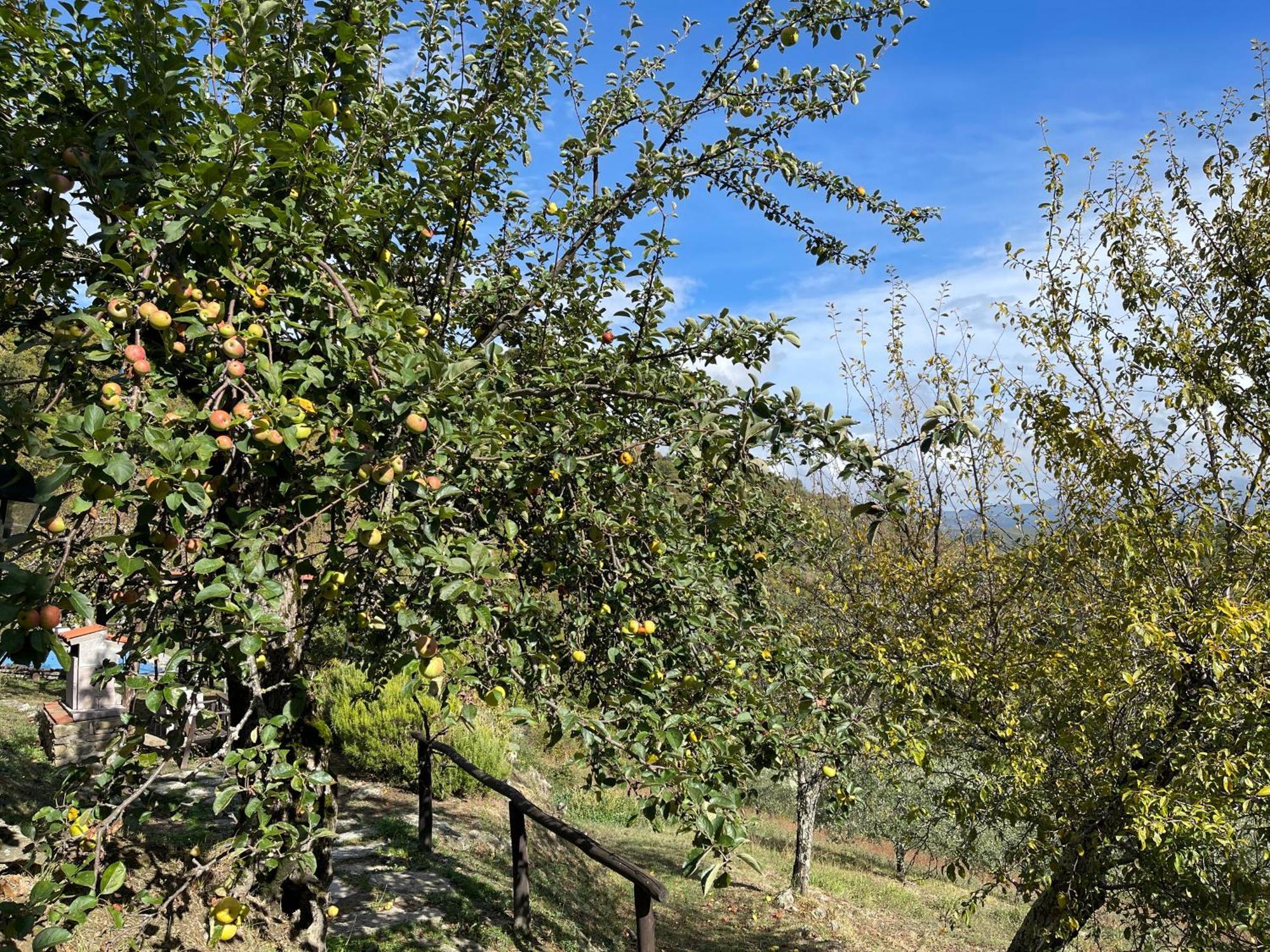 Bio Agriturismo Il Vigno Caprese Michelangelo Εξωτερικό φωτογραφία