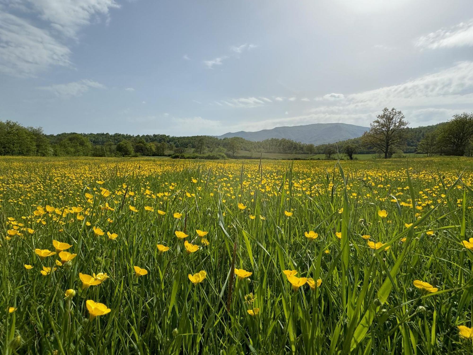 Bio Agriturismo Il Vigno Caprese Michelangelo Εξωτερικό φωτογραφία